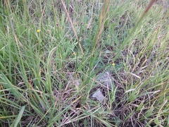 Alopecurus arundinaceus