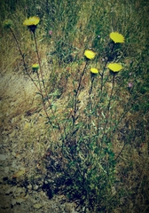 Grindelia camporum
