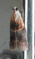 Acrobasis demotella