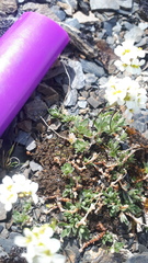 Draba palanderiana