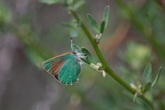 Callophrys dumetorum