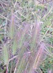 Hordeum geniculatum