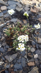 Draba palanderiana