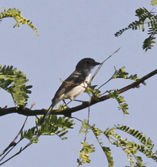 Vireo vicinior