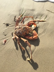 Leptomithrax gaimardii