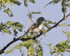 Vireo vicinior