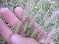 Hordeum geniculatum