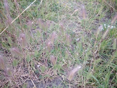 Hordeum geniculatum