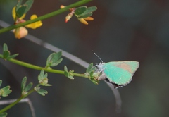 Callophrys dumetorum