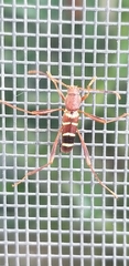 Neoclytus acuminatus