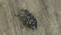 Ithycerus noveboracensis