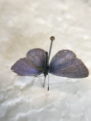 Celastrina lucia