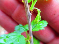 Ribes hirtellum