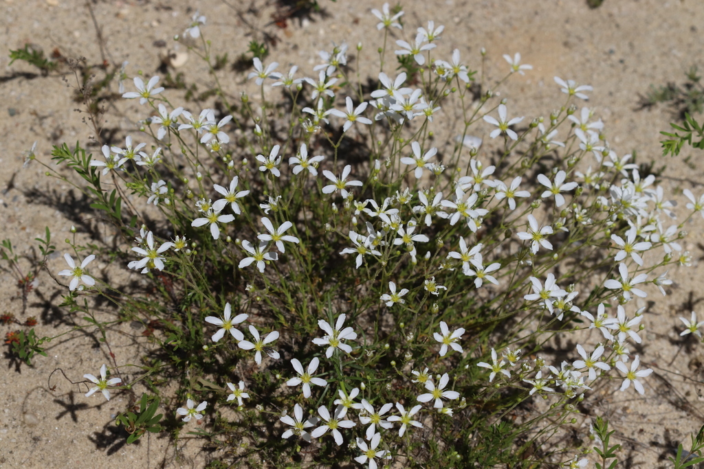 pine-barren sandwort