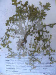 Parthenium confertum