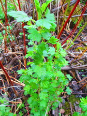 Ribes hirtellum