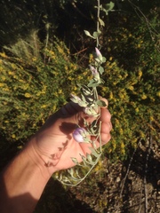 Malacothamnus fasciculatus nuttallii