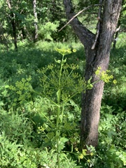 Pastinaca