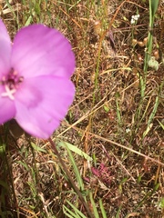 Clarkia gracilis sonomensis