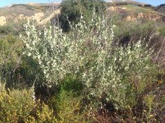 Malacothamnus fasciculatus nuttallii