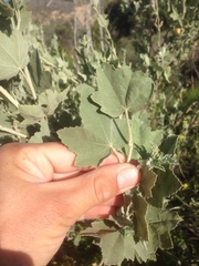 Malacothamnus fasciculatus nuttallii