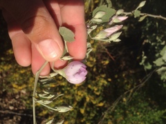 Malacothamnus fasciculatus nuttallii