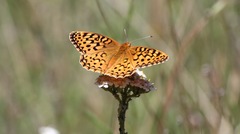 Speyeria coronis