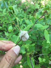 Exobasidium vaccinii