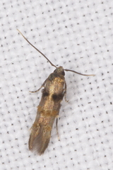 Stilbosis tesquella