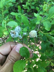 Exobasidium vaccinii
