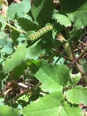 Angelica californica