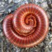 Rusty Millipede - Photo (c) Fabio Moretzsohn, some rights reserved (CC BY-NC)