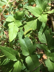 Angelica californica
