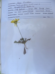 Pyrrhopappus pauciflorus