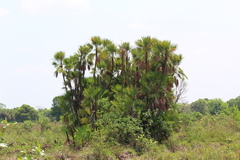 Acoelorraphe wrightii