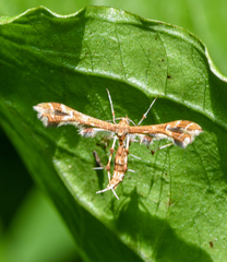 Geina periscelidactylus