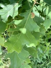 Amphibolips nubilipennis