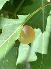 Amphibolips nubilipennis