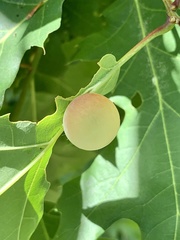 Amphibolips nubilipennis