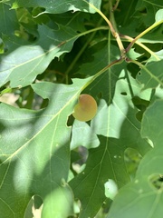 Amphibolips nubilipennis