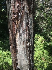 Cervus canadensis nannodes