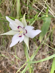 Calochortus lyallii