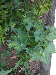 Euphorbia falcata