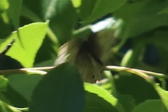 Megisto cymela cymela