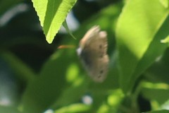 Megisto cymela cymela