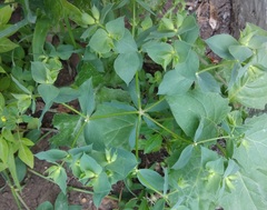 Euphorbia falcata
