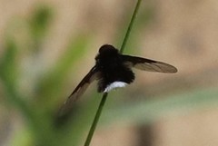 Ogcodocera leucoprocta