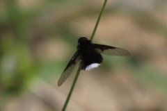 Ogcodocera leucoprocta