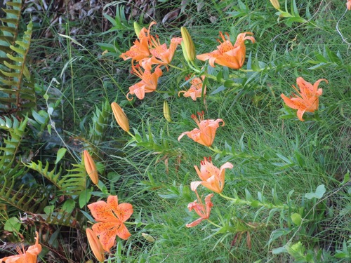 Image of Thunberg's Lily (Lilium maculatum) by (c) Marco Mussita, some rights reserved (CC BY)