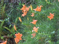 Lilium maculatum
